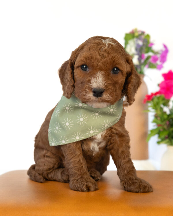 Clover - Image 4
