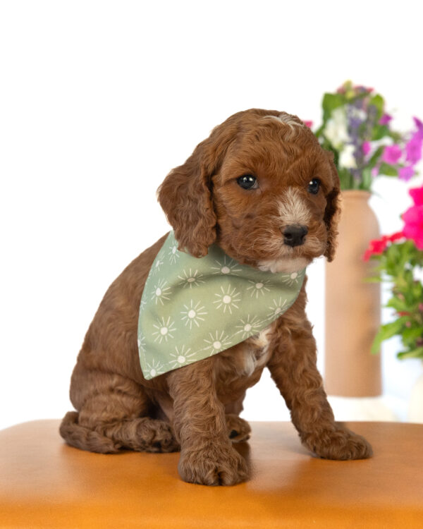 Clover - Image 5