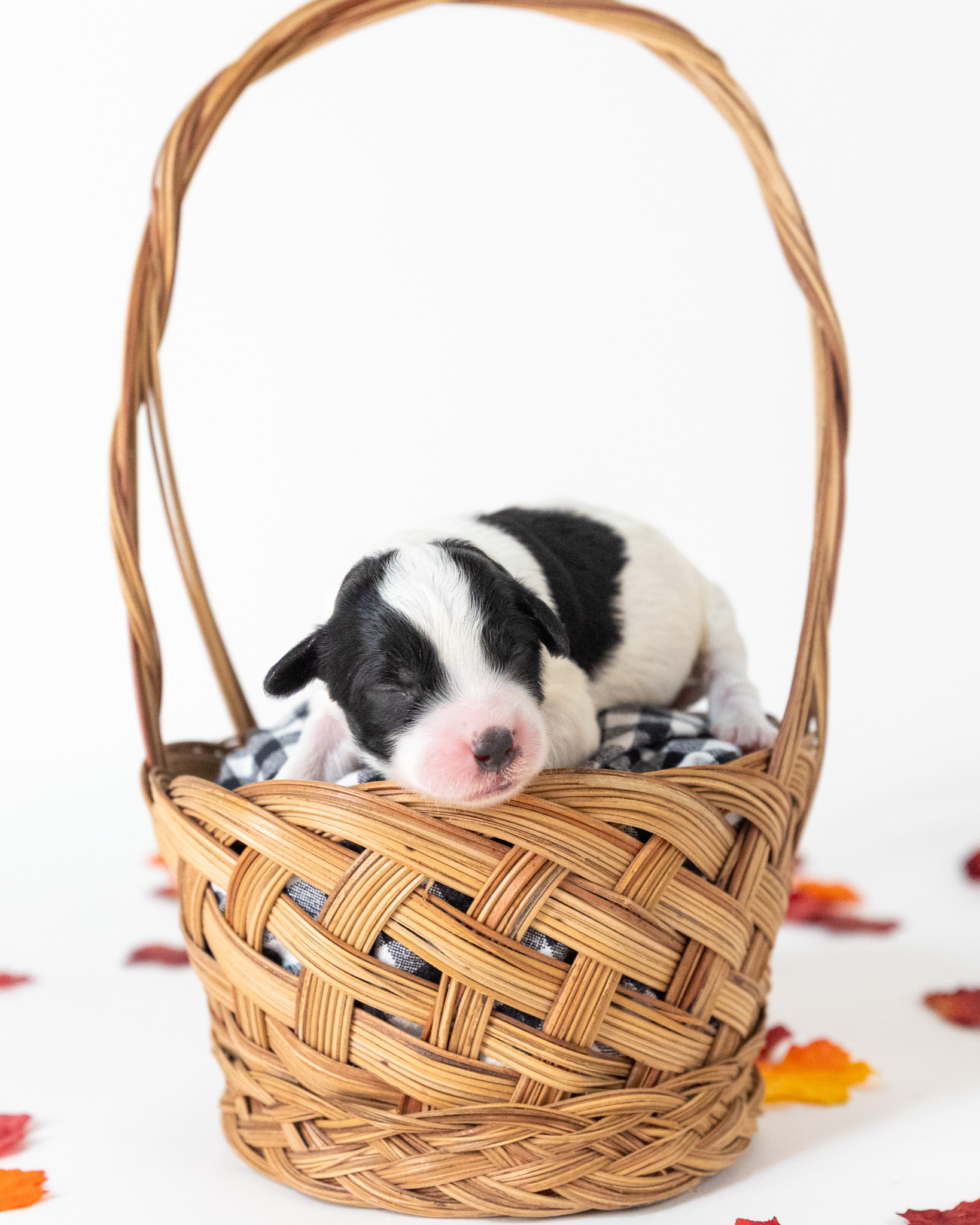 Miranda's Litter