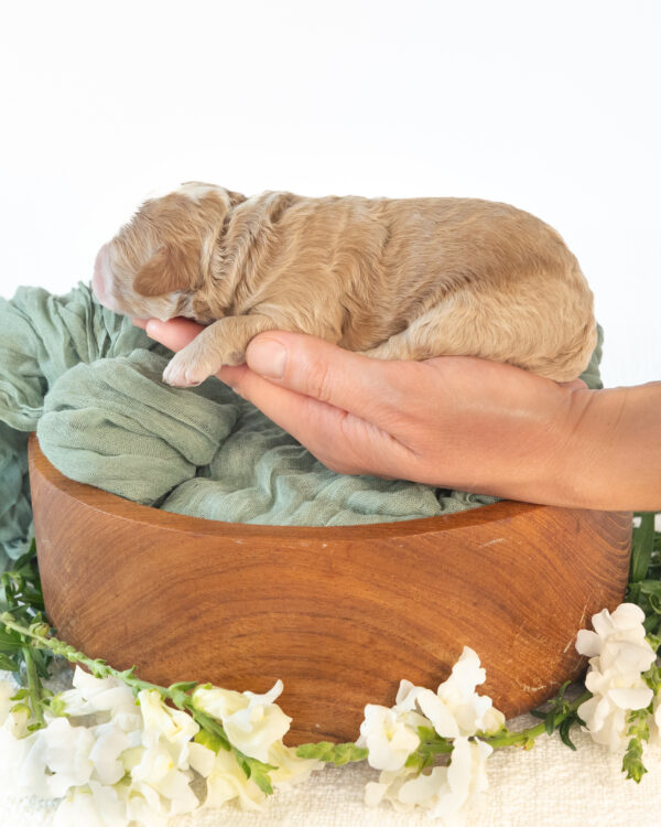 Penny - Image 4