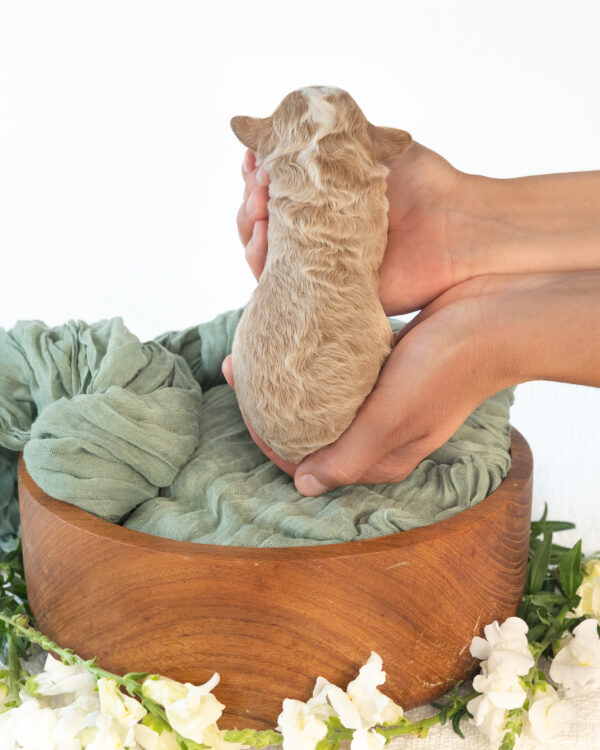 Penny - Image 5