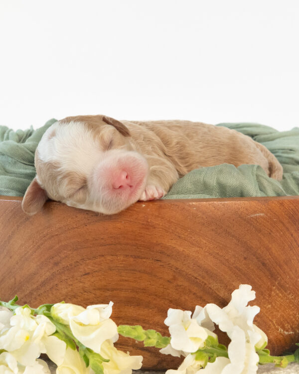 Penny