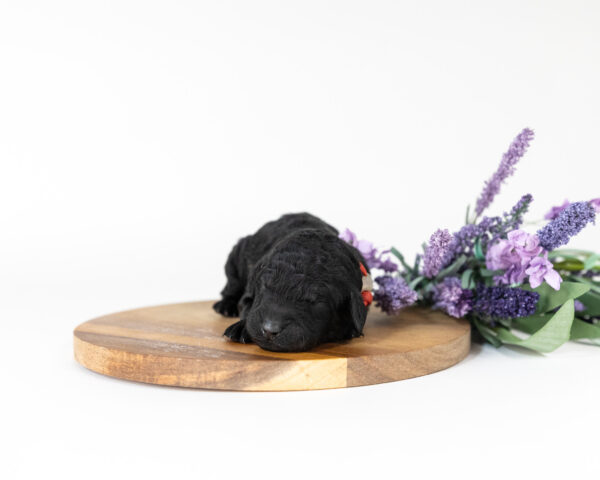 Rosemary - Image 6