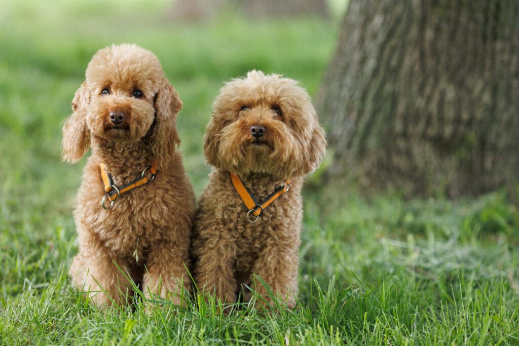 Two goldendoodles sitting side by side.