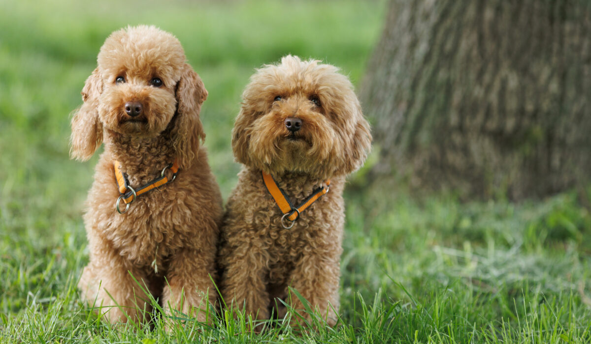 Two goldendoodles sitting side by side.