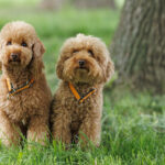 Two goldendoodles sitting side by side.