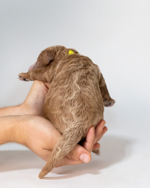 George - Image 5