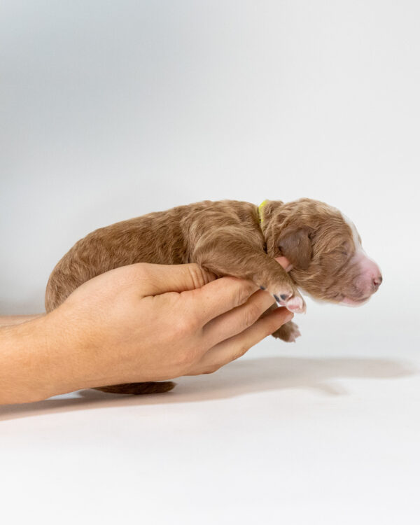 George - Image 7
