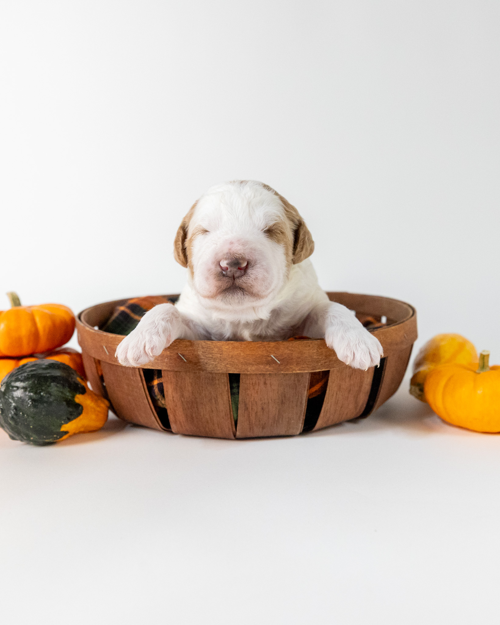 Portia's Litter
