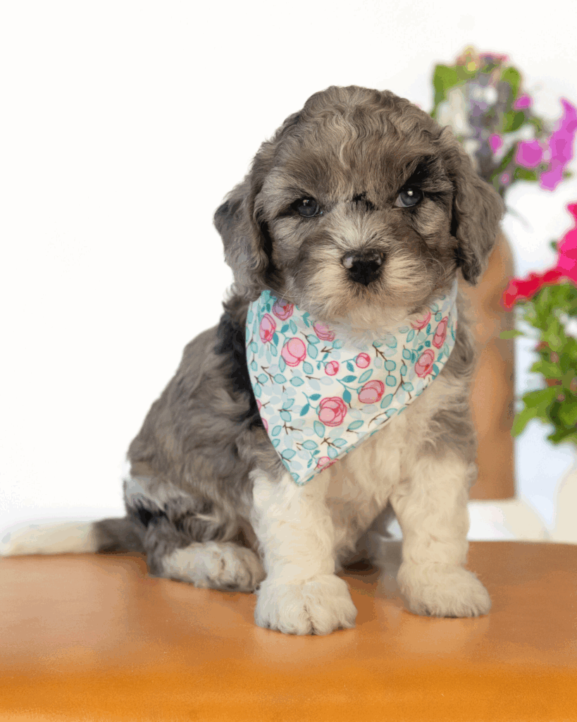 A mini cockapoo with a merle coat.