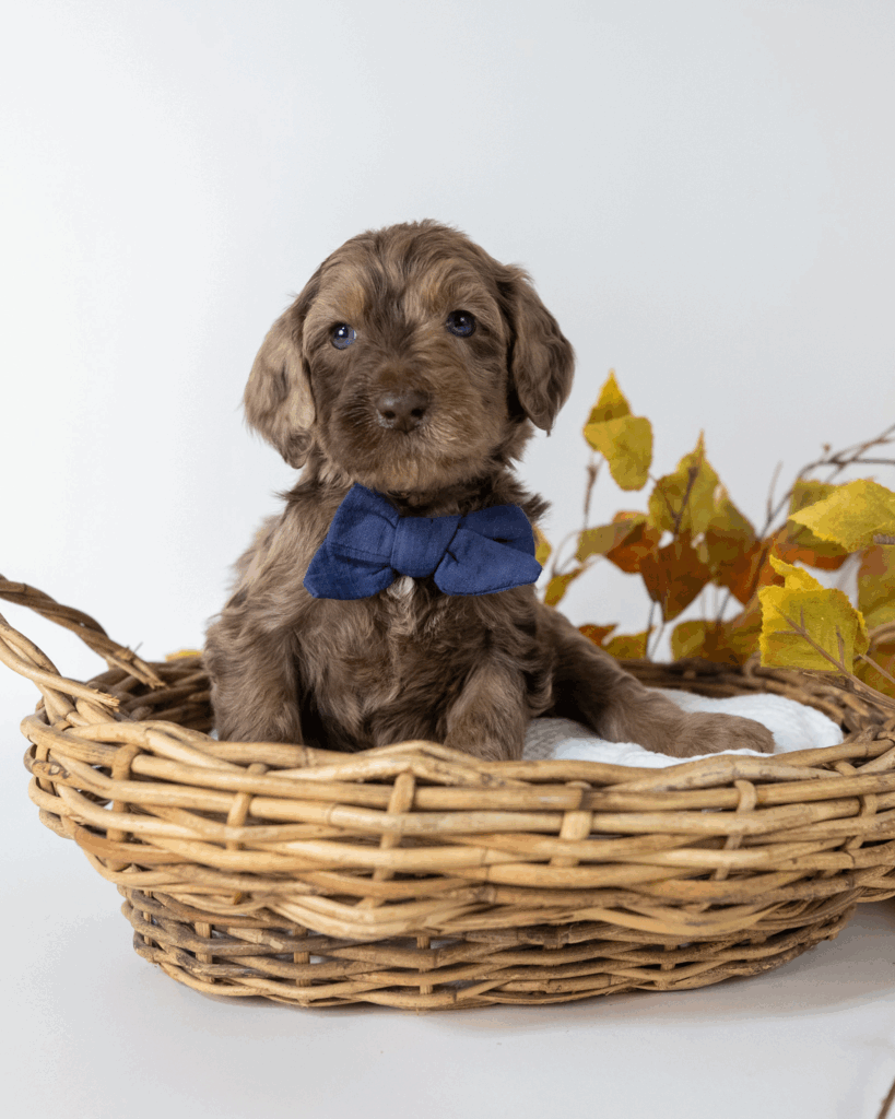 A merle puppy in a basket.