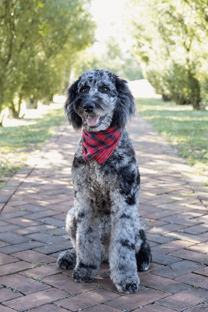 An older merle puppy with a red scarf sitting outside. 
