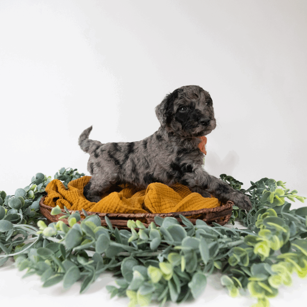A merle puppy posting on a basket surrounded by foliage. 