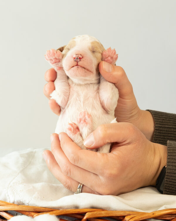 Albert - Image 5