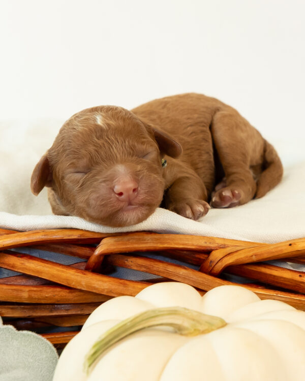 Snickerdoodle