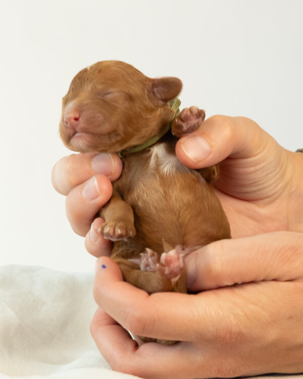 Snickerdoodle - Image 4