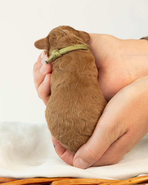 Snickerdoodle - Image 3