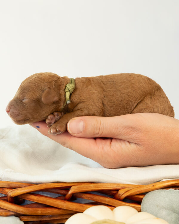 Snickerdoodle - Image 2