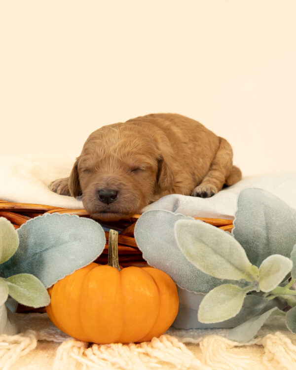 Snoopy