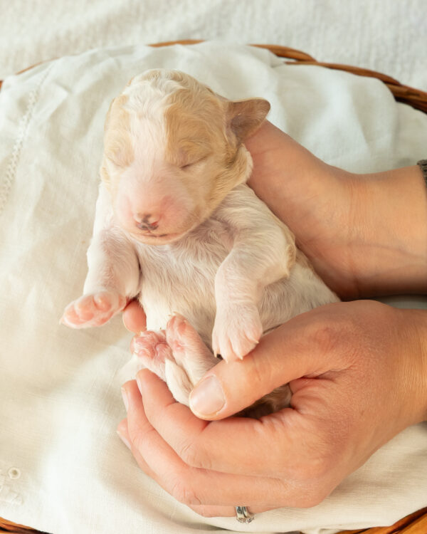 Valentine - Image 5