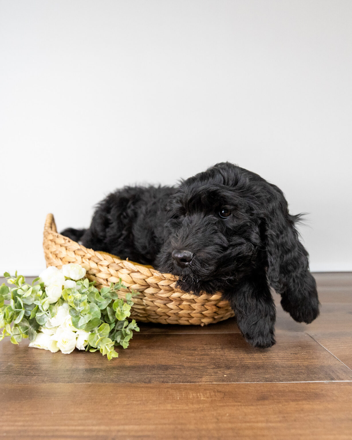 Igloo - Much Ado About Doodles