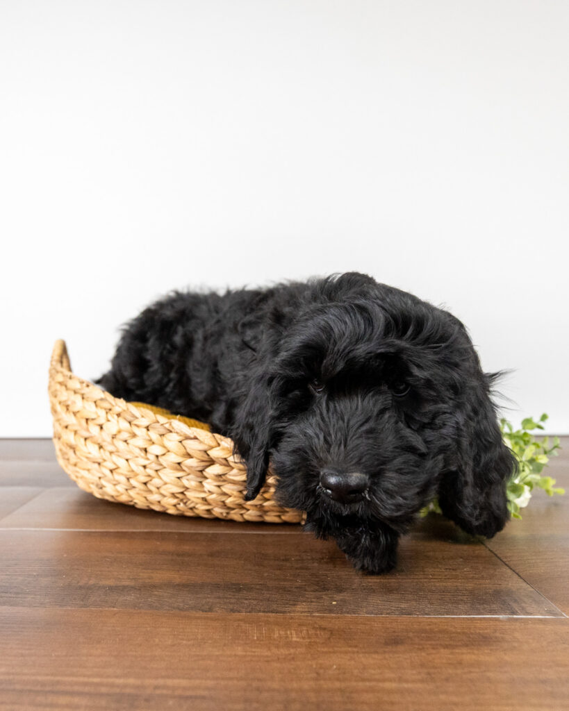 Igloo - Much Ado About Doodles