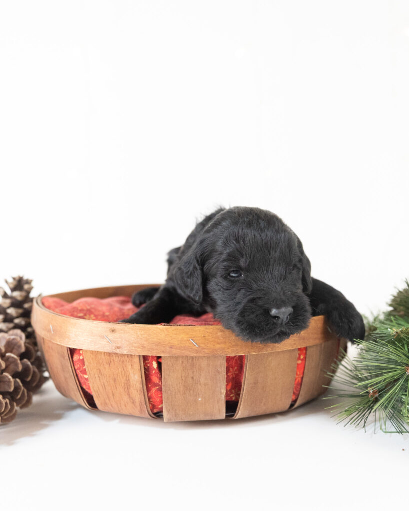 Igloo - Much Ado About Doodles