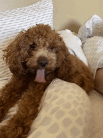 A happy goldendoodle on a bed.