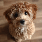 A mini doodle staring up at their owner as they take a candid picture.