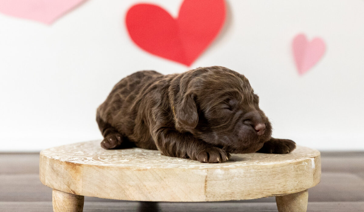 A handsome little doodle puppy named Gandalf poses for the camera with a fun and festive Valentine's Day backdrop.