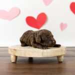 A handsome little doodle puppy named Gandalf poses for the camera with a fun and festive Valentine's Day backdrop.