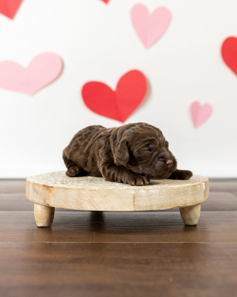 A handsome little doodle puppy named Gandalf poses for the camera with a fun and festive Valentine's Day backdrop.