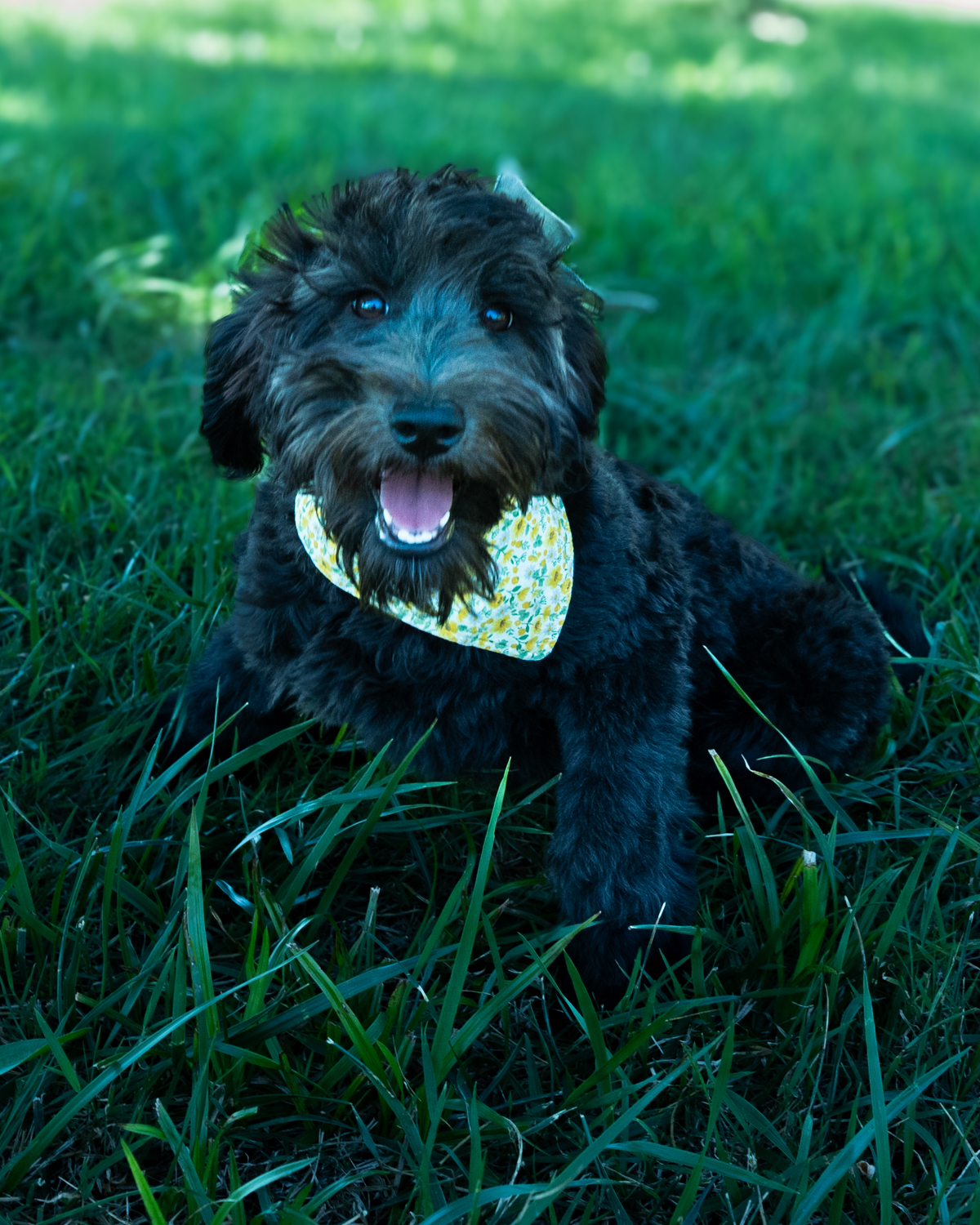 Spotlight Puppies!