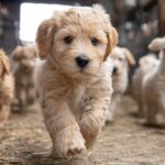 Doodle puppies from a professional and ethical breeder let's them run free for playtime.