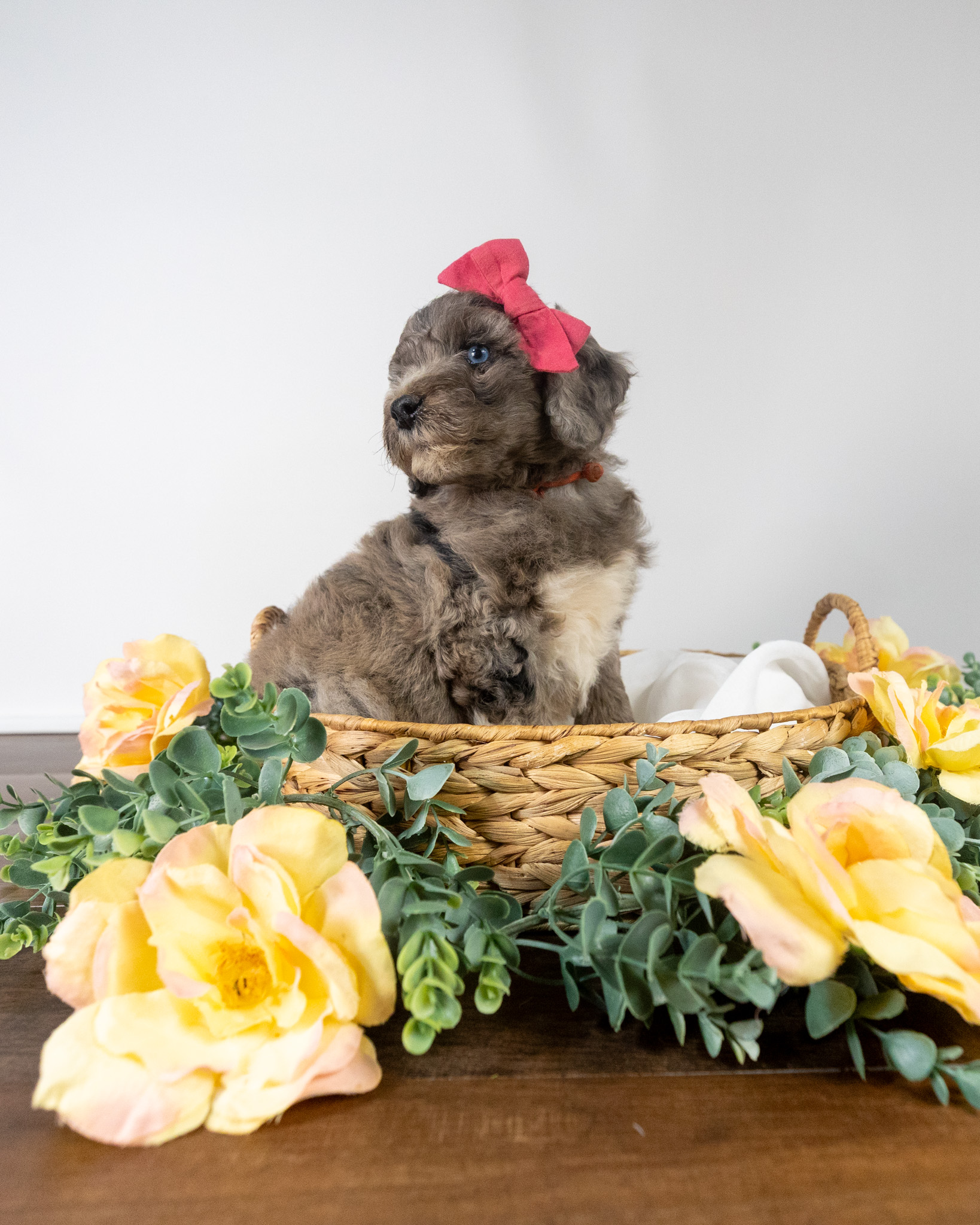 Lady Lavinia's Litter