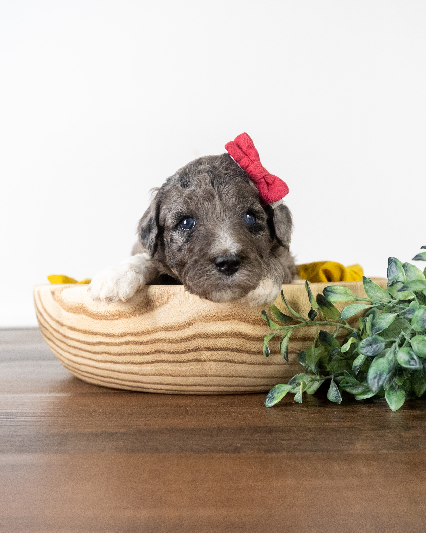 Lady Lavinia's Litter