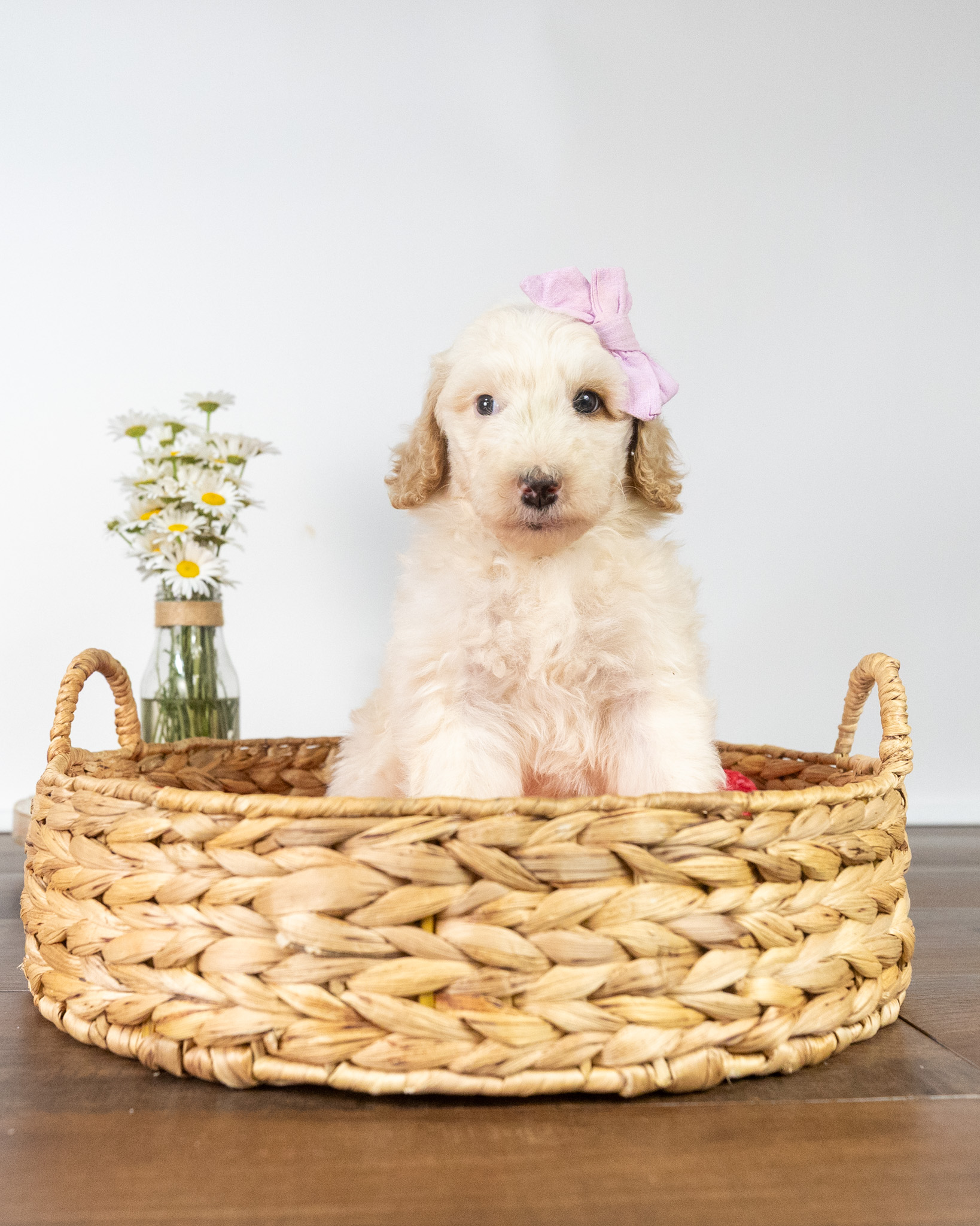 Lady Elizabeth's Litter