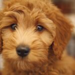 Close-up of a curly-haired Doodle puppy inside a crate, looking out with soft, curious eyes.