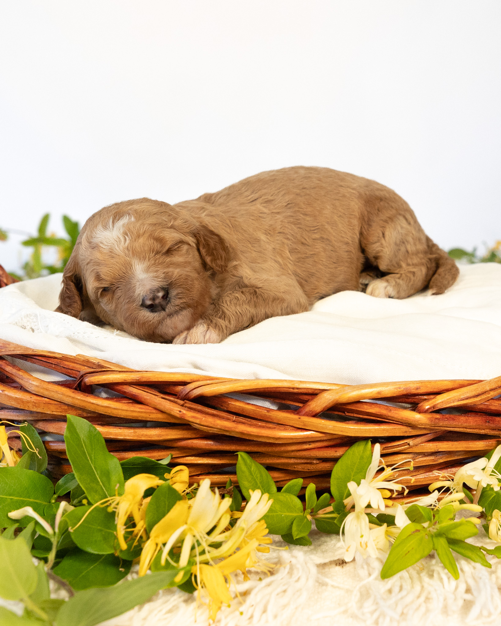 Fanny's Litter