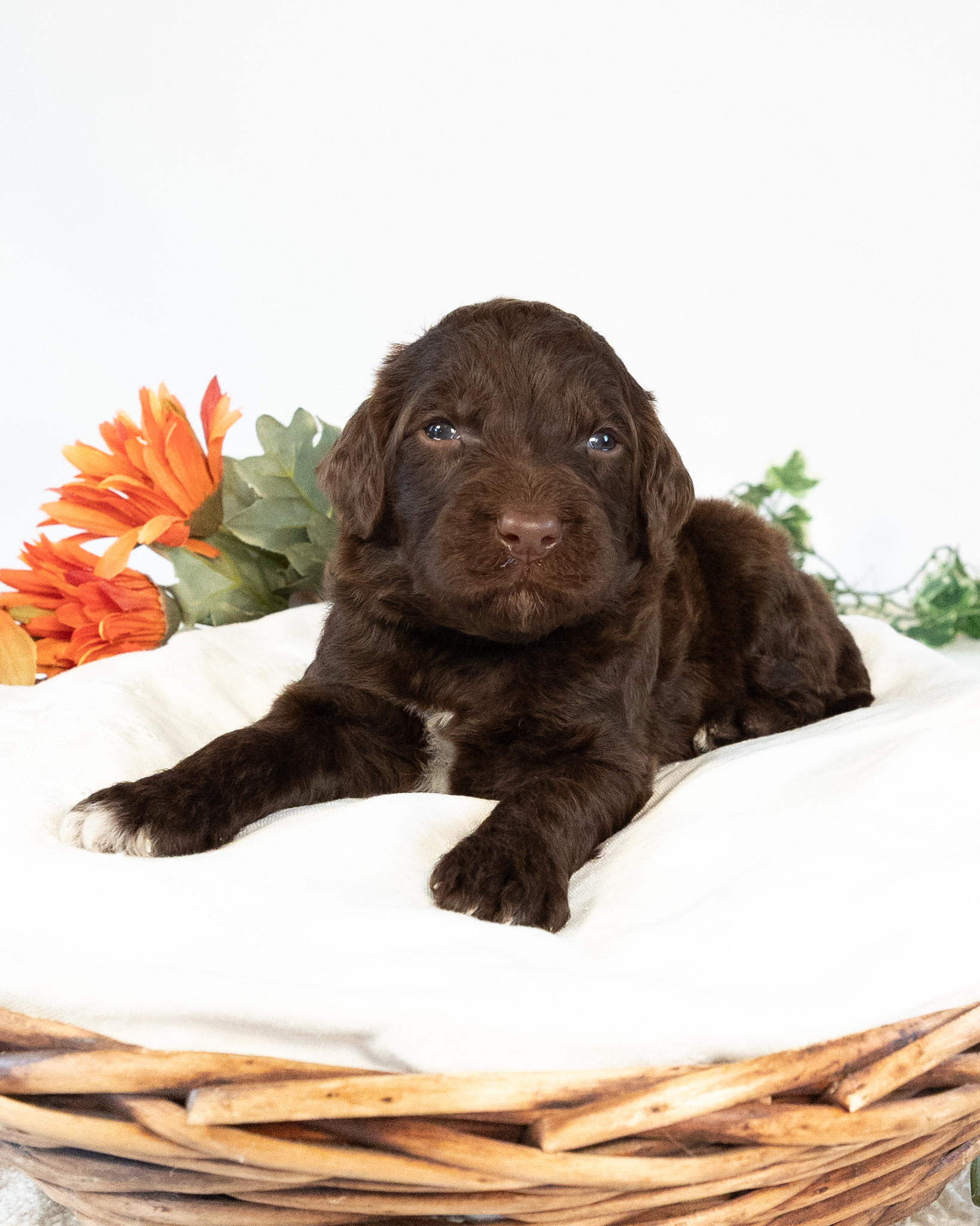 Margo's Litter