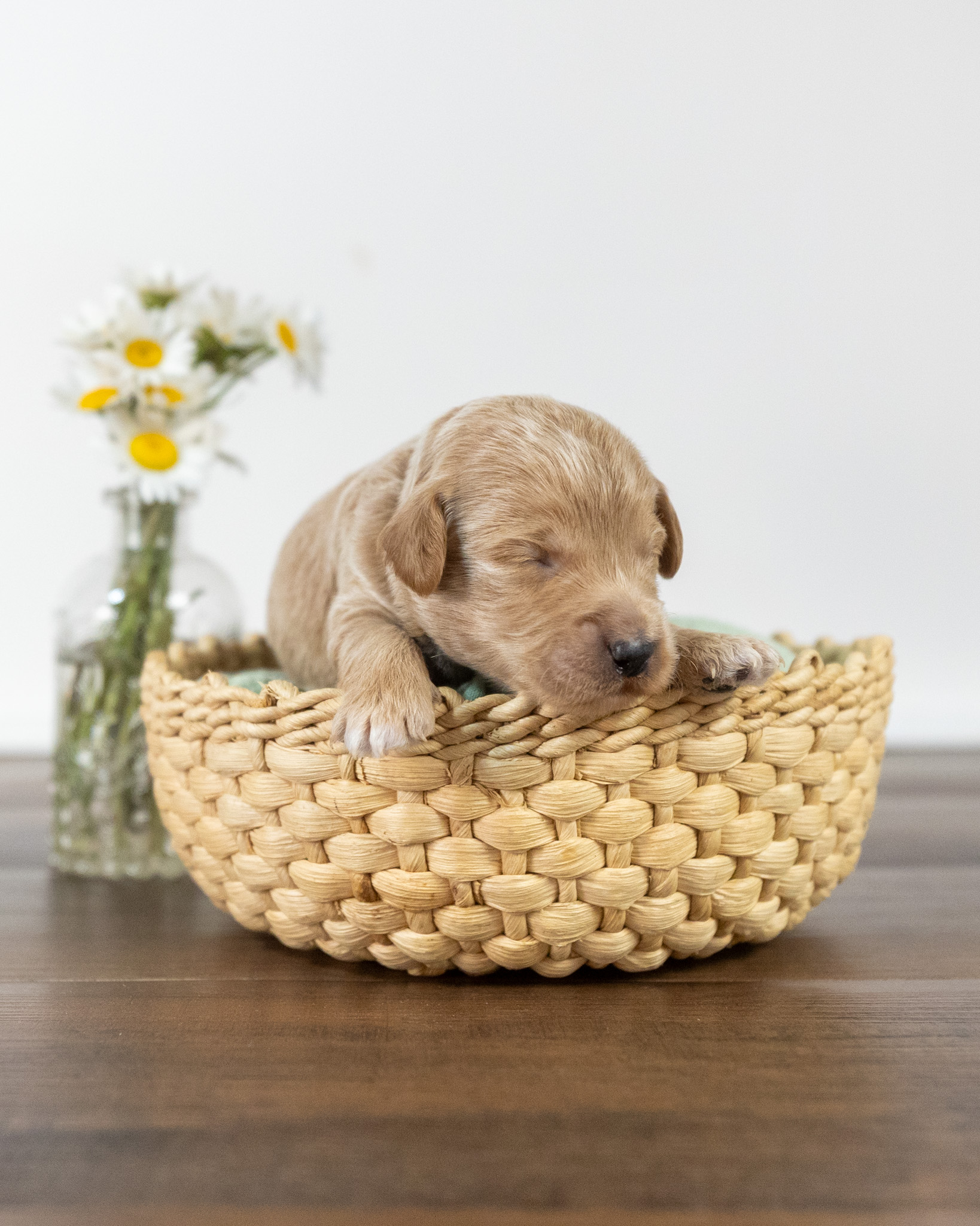 Lady Guinevere's Mini Litter