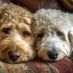 Two cozy Doodles cuddled together on a couch, representing calm companionship and balanced routines.