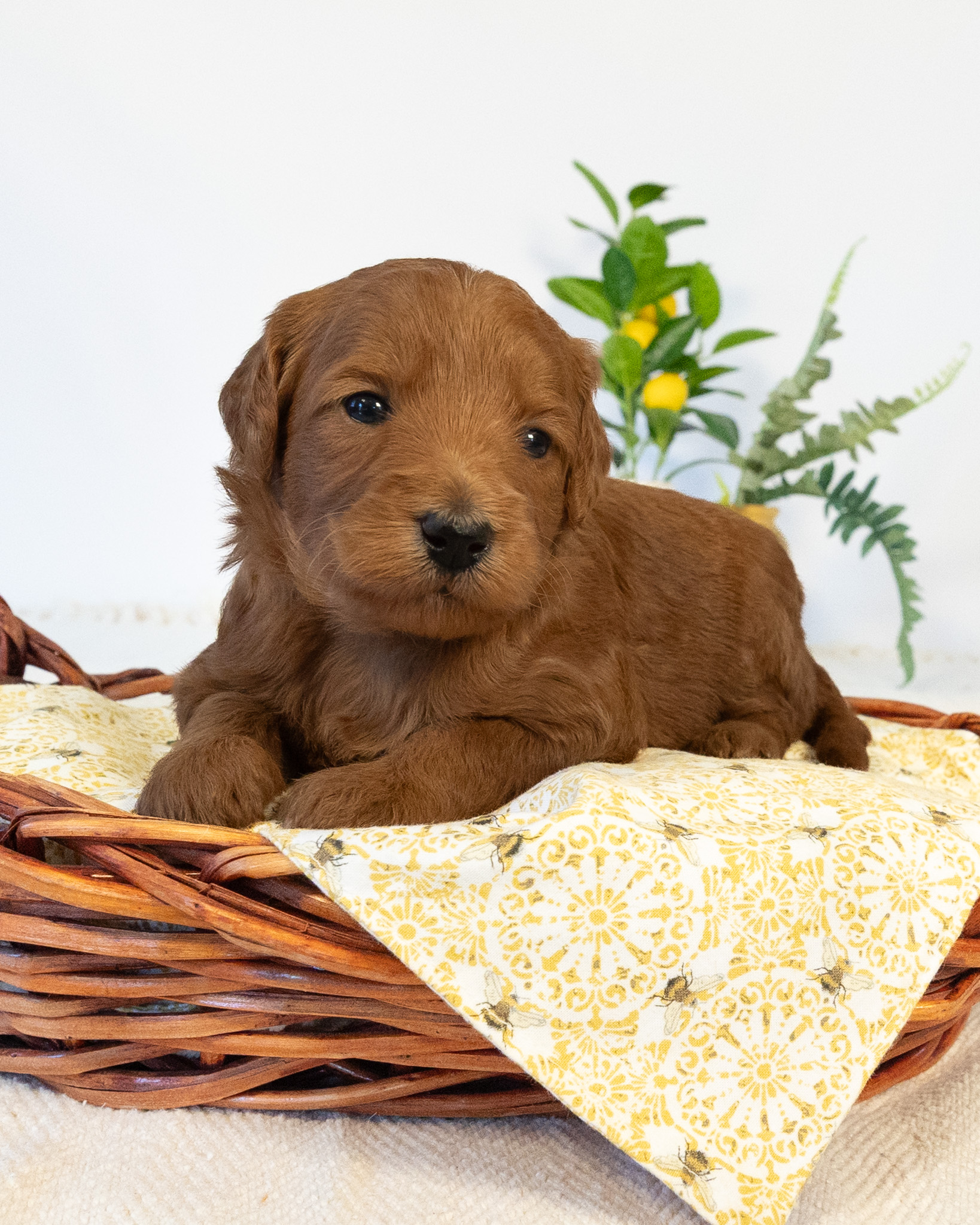 Teresa's Litter
