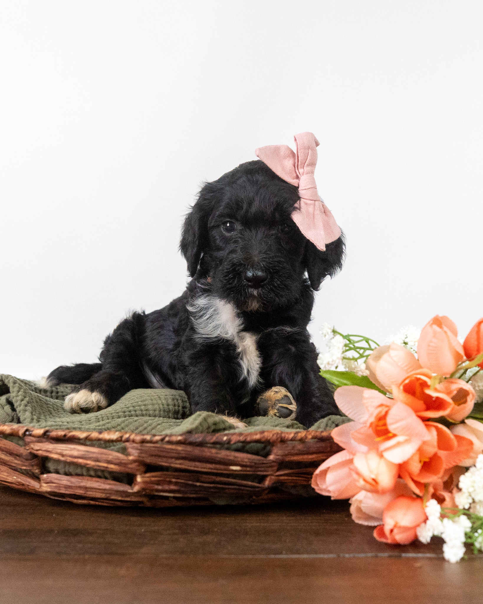 Lady Diana's Litter