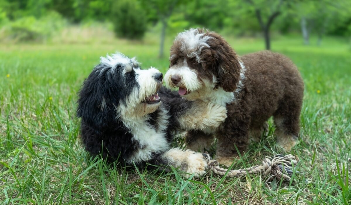 Our two lovely mini Bernedoodles playing in the yard.