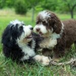 Our two lovely mini Bernedoodles playing in the yard.