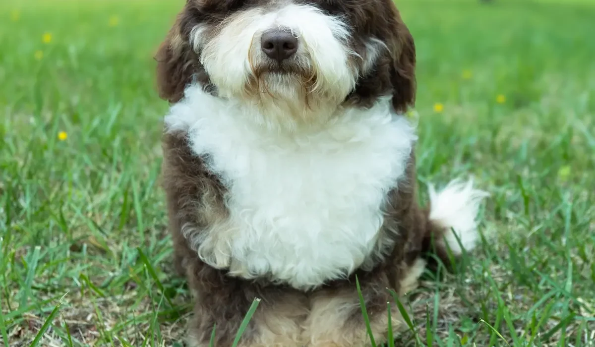 Dora_Bernedoodle Portraits-5