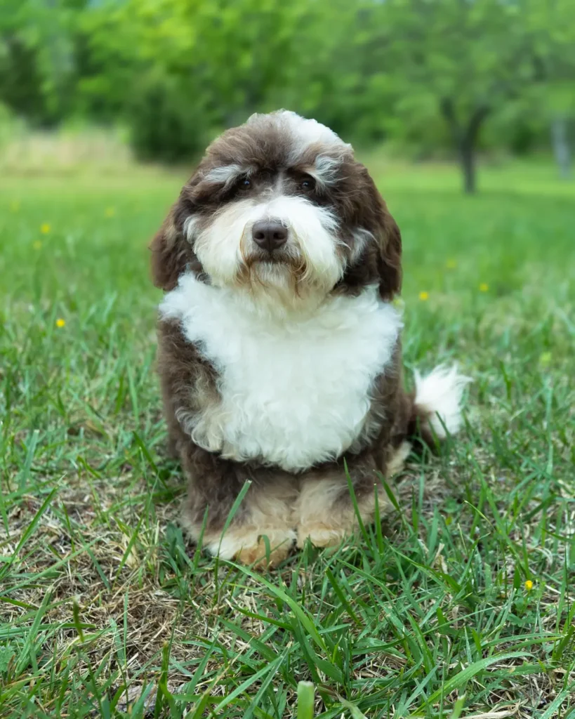 Dora_Bernedoodle Portraits-5