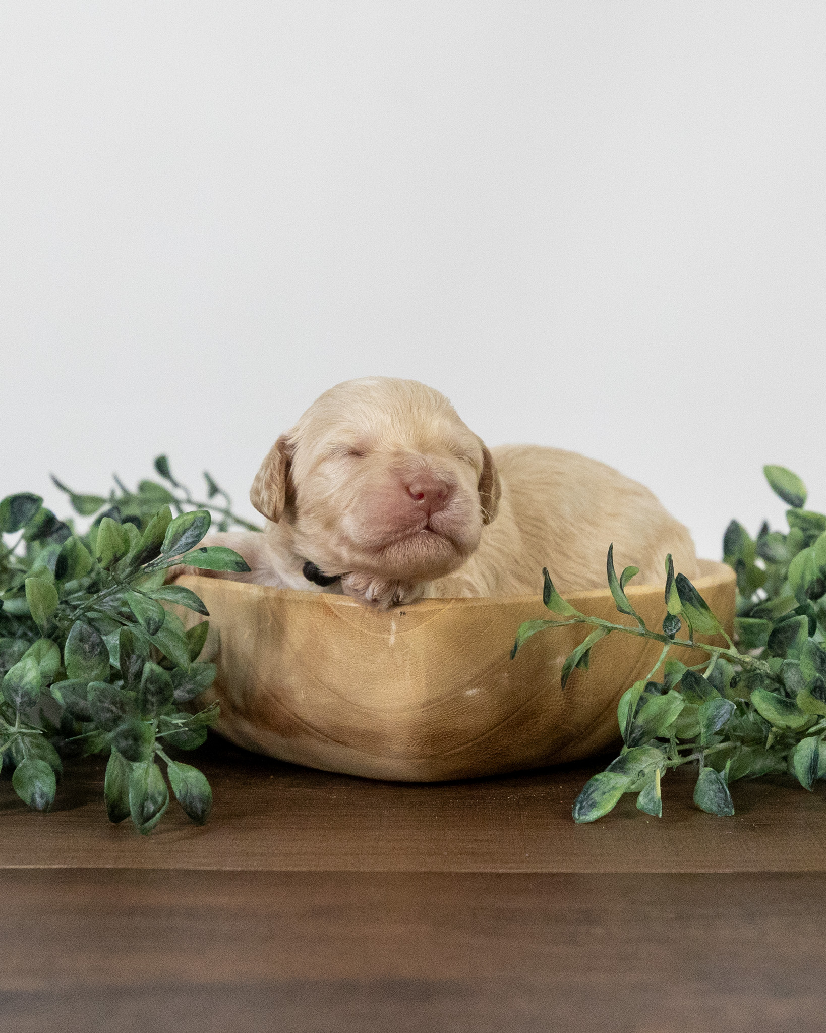 Lady Blanche's Litter