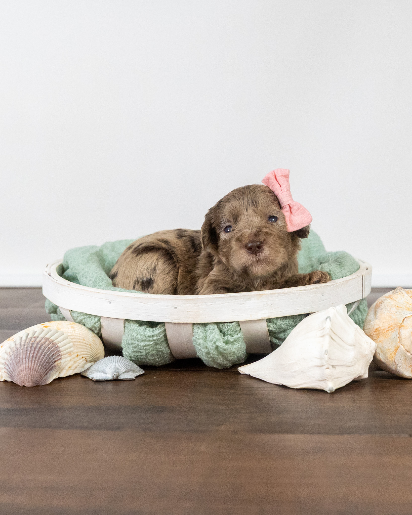 Lady Robin's Litter